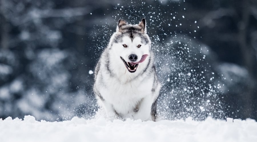 Dog Running Wildly in Snow
