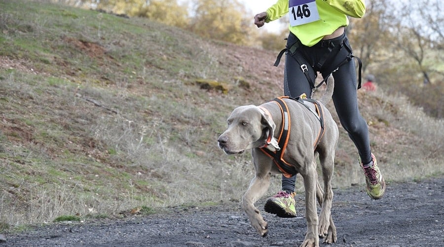 Dog Running With Owner While Harnessed
