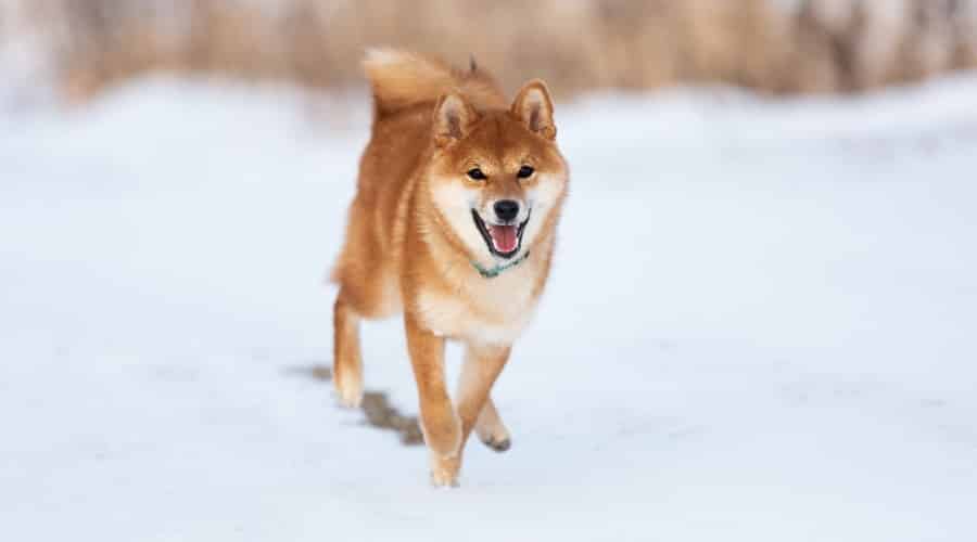 Dog Running in Snow