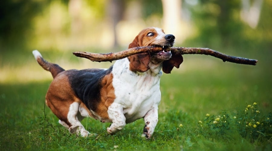 Dog Running with Big Stick