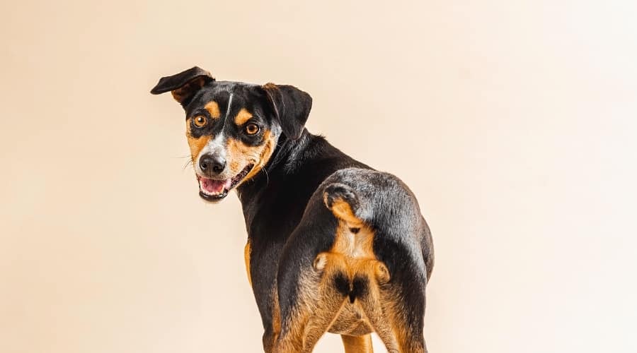 Dog smiling a camera while displaying his rear end.