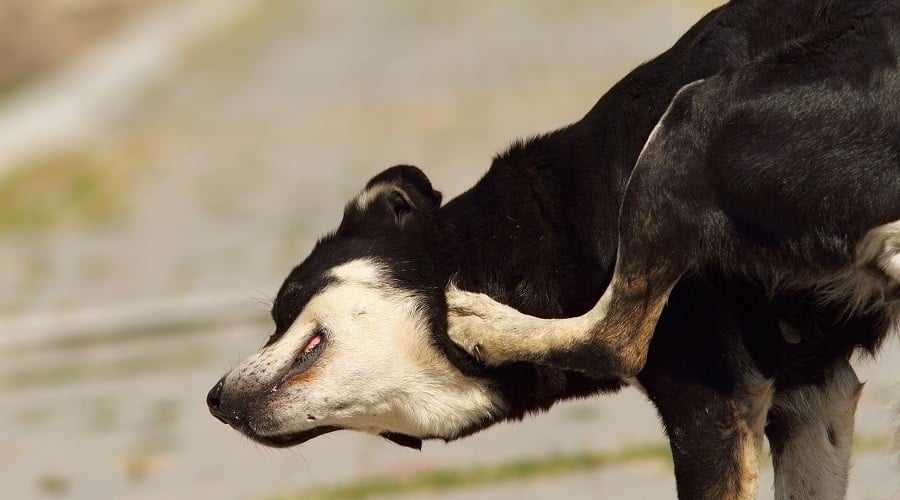 Dog Scratching Nails Because of Fleas & Ticks
