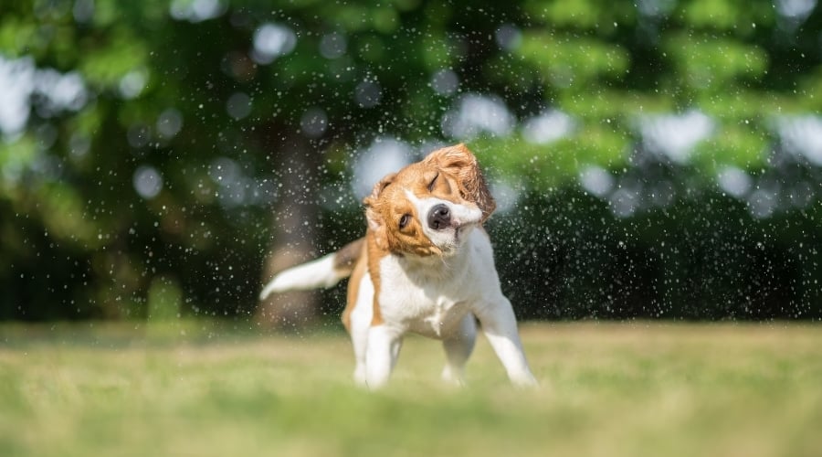 Dog Shaking Water Off