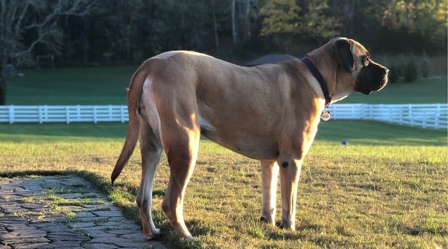 Dog Sitting Outside Looking Across Field