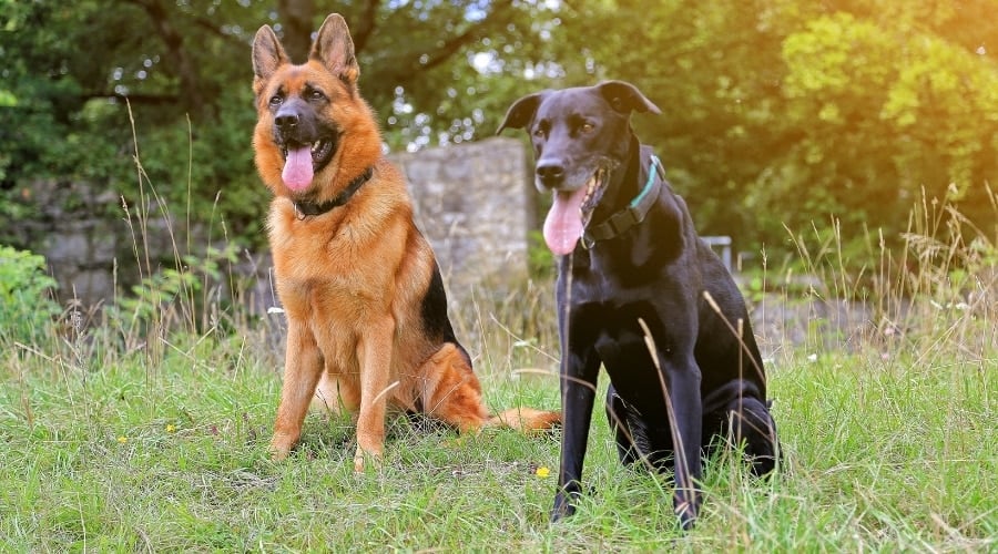 Dog Sitting With Their Tongues Out
