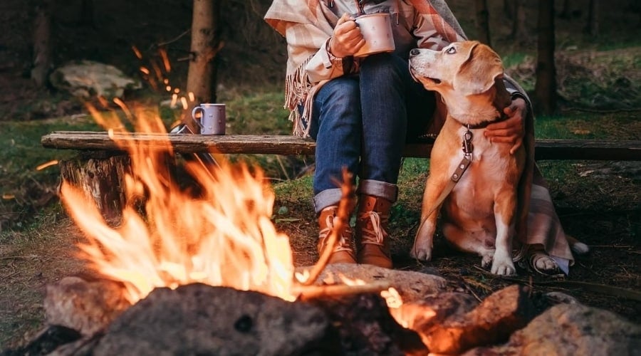 Dog Sitting by Fire
