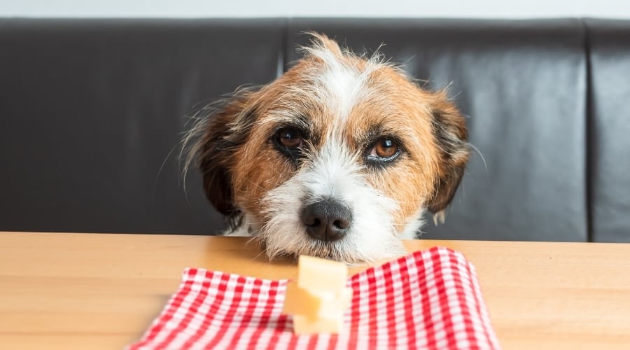 Dog Sitting in Booth Looking at Snack