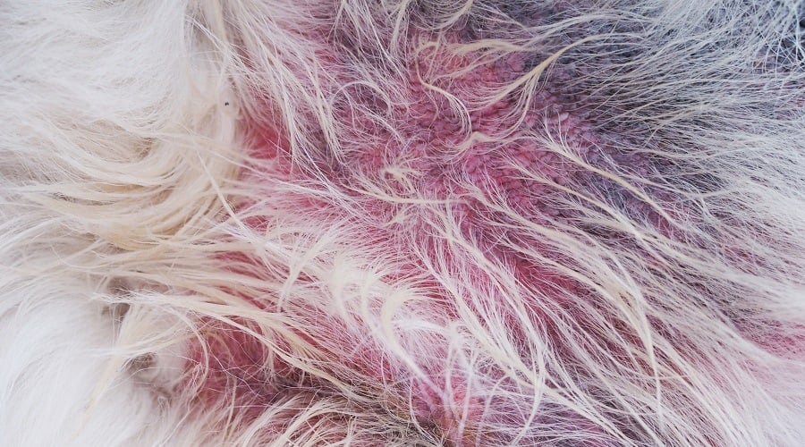 Dog Skin Infection