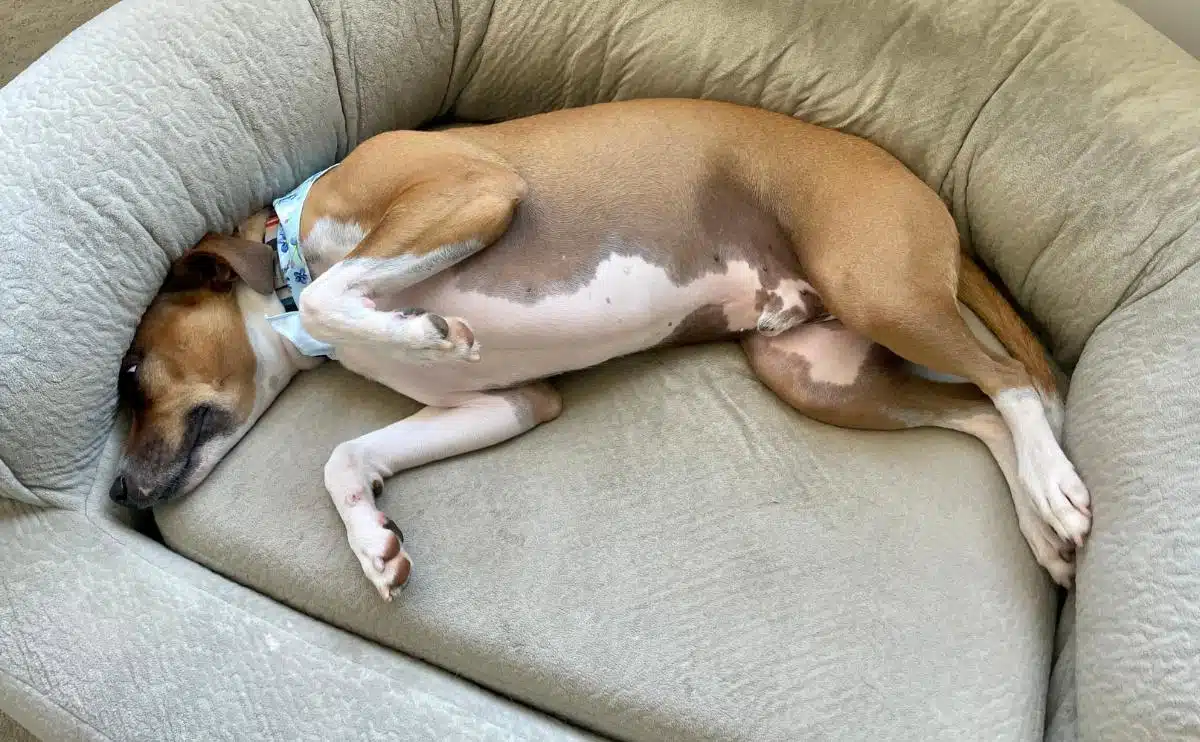 Dog Sleep Position cuddled in a dog bed