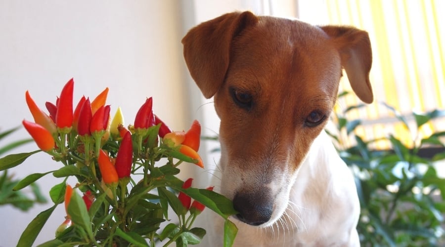 Dog Smelling Spicy Vegetable