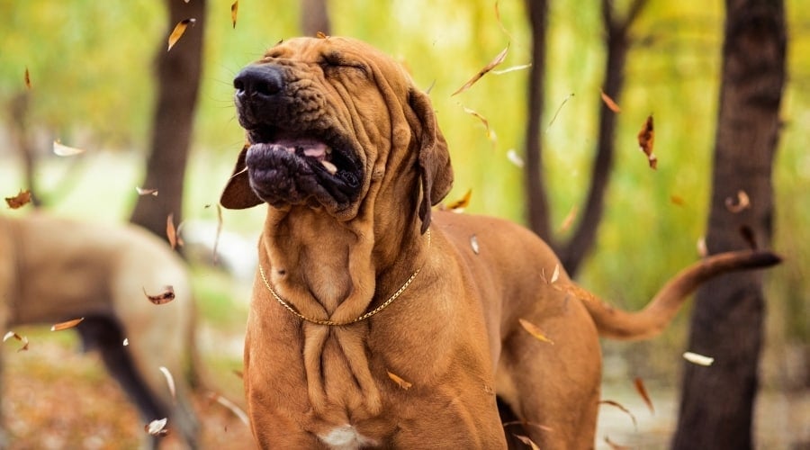 Black dog mid-sneeze in grass.