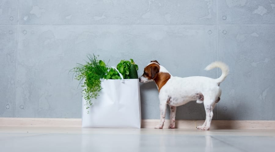 Dog Sniffing Onions and Chives