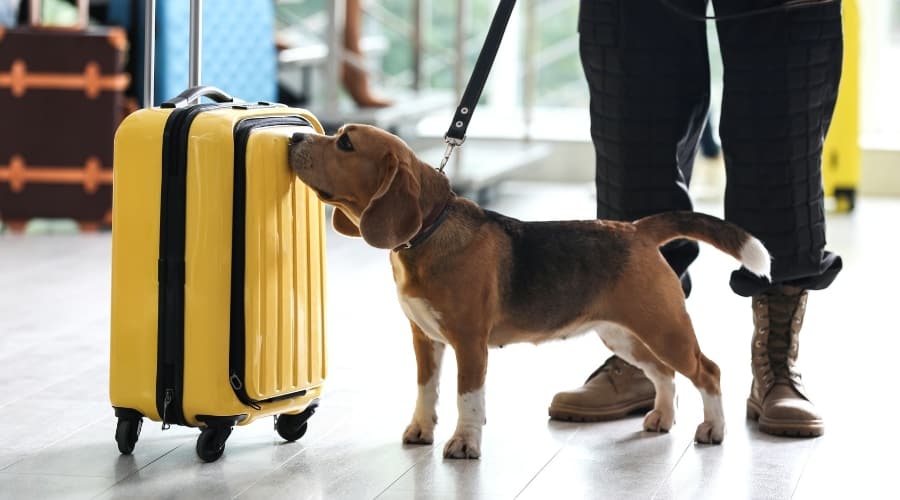 Dog sniffing luggage.