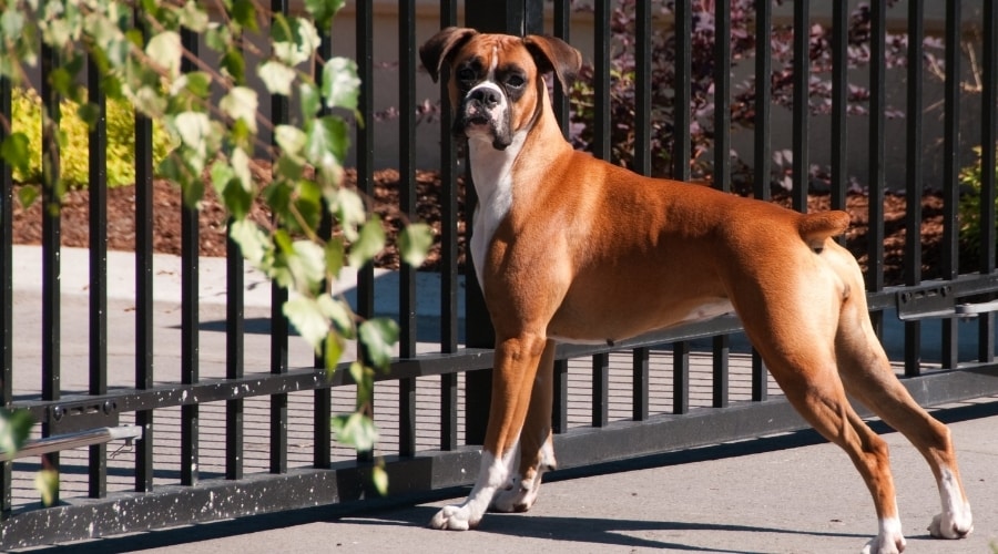 Boxer dog guarding the gate, illustrating the best guard dogs for families.