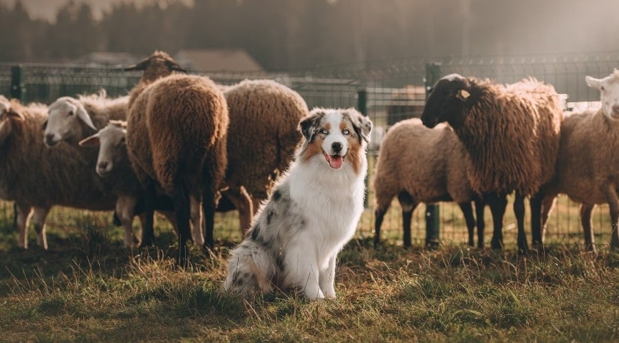 Dog Standing in Front of Herd of Sheep
