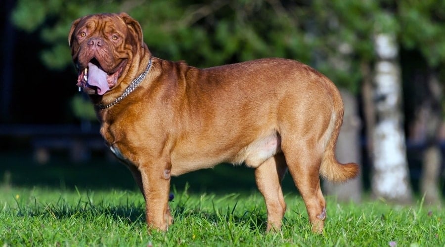 Dog Standing in Tall Grass