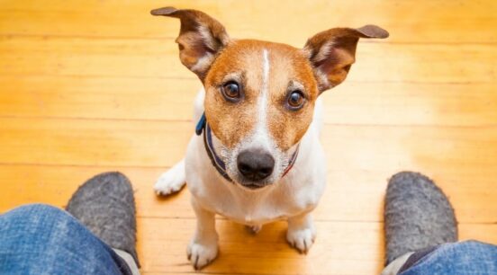 Image showcasing Your Dog’s Stare Is A Message. Are You Reading It Right? - Canine Journal