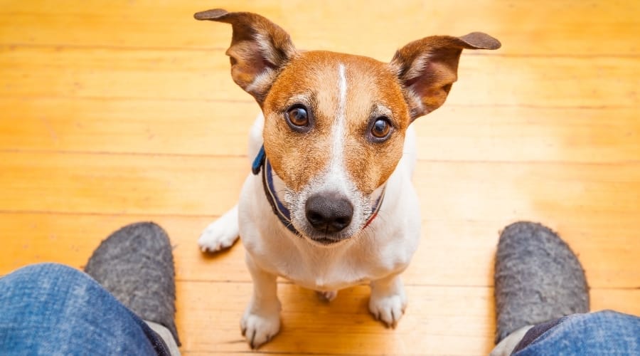 Dog Staring at Owner on Toilet