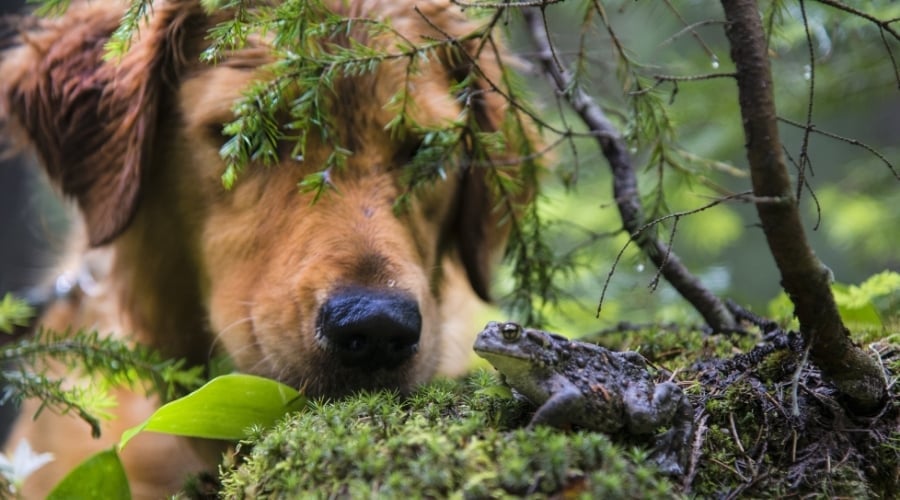 Dog Staring at a Toad