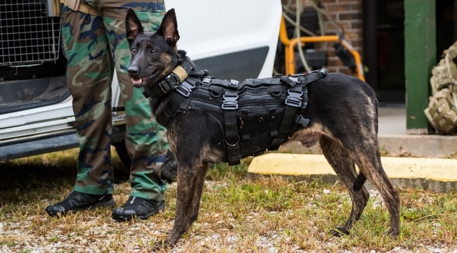 Dog strapped in a bulletproof vest.