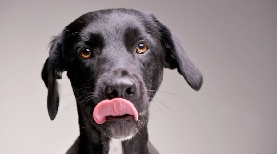 My Dog Just Ate Chapstick Or Lip Balm! Now What Should I Do? Canine