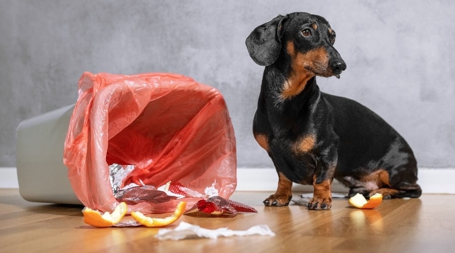 My dog ate foil wrapped chocolate deals
