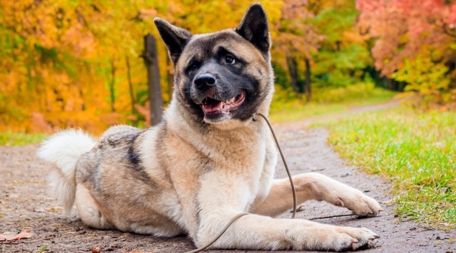 Dog Training in the Park on Leash