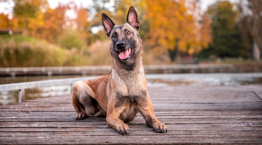 Dog Training on Docks
