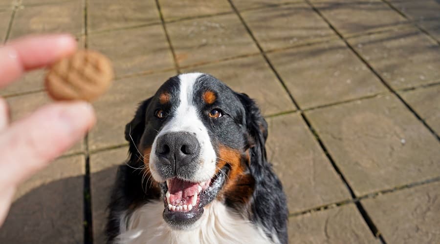 Dog Training with Cracker