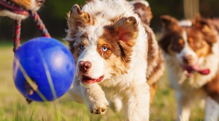 Dog Training with Toy