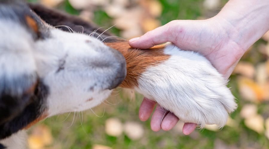 Dog Training with owner