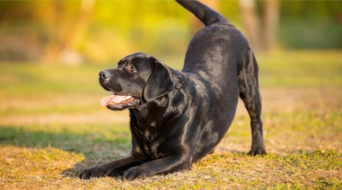 Dog Tricks To Teach Your Dog