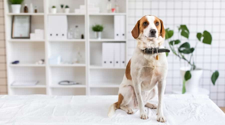 Dog Waiting Patiently on a Vet Table