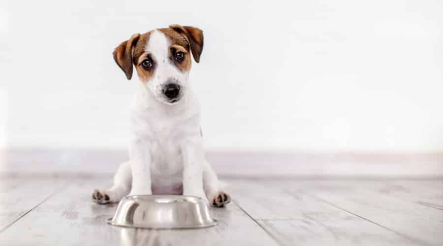 Dog Waiting on Nutro or Purina Pro Food