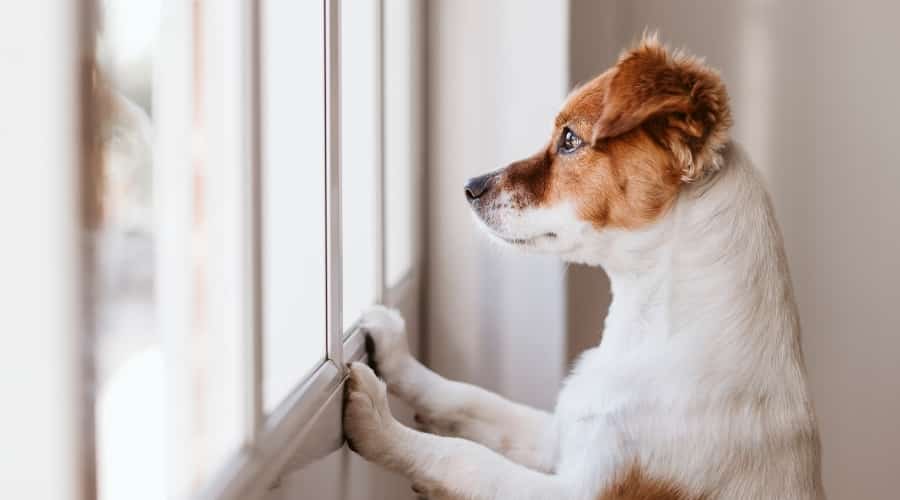 Dog Waiting on Owner looking out the window.