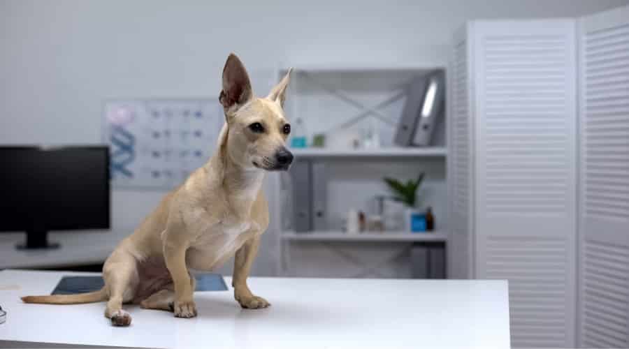 Dog Waiting on a Vet Table