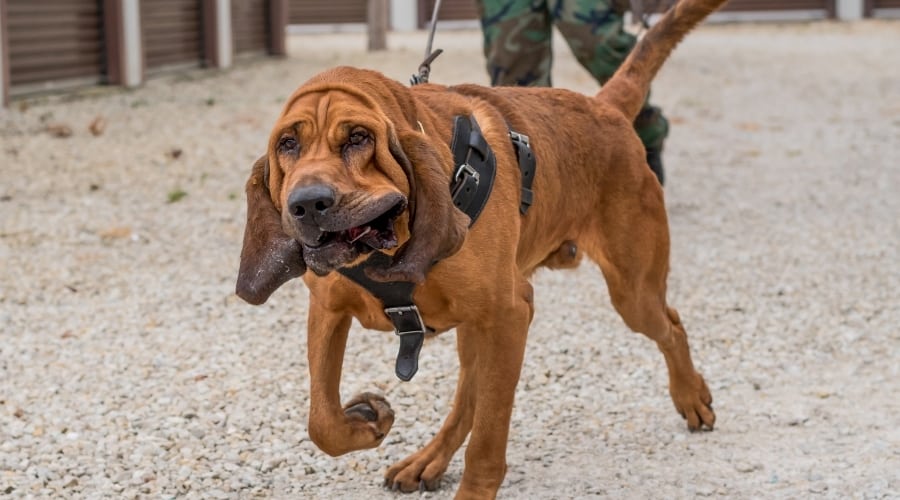 Dog Walking With Military Person
