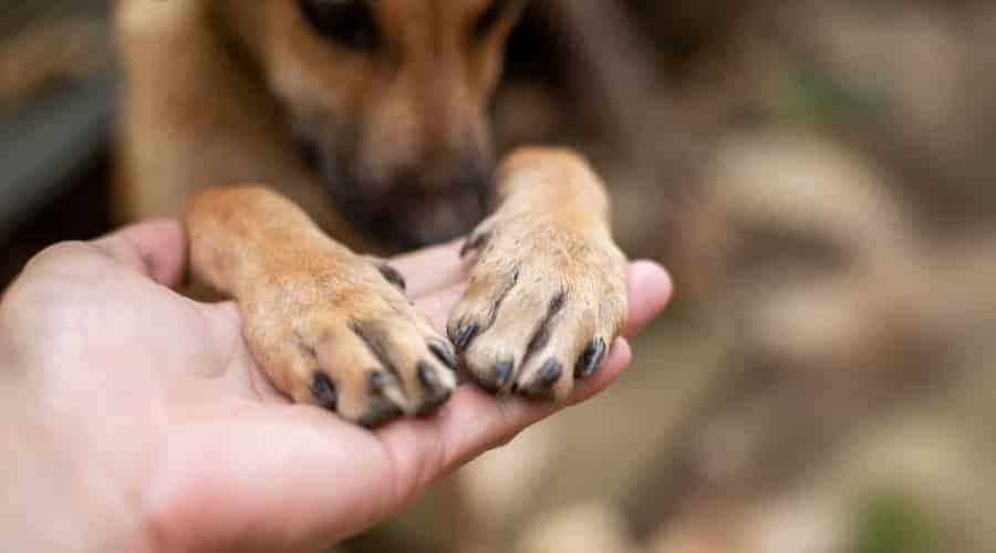 Dog Wanting Affection From Owner