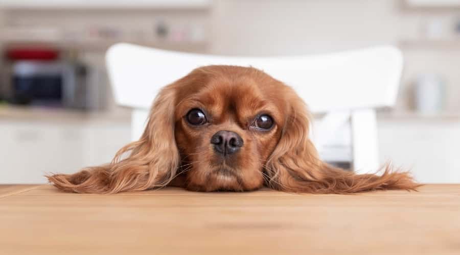 Help! My Dog Just Ate Raisin Bread! Is Raisin Bread Toxic to Dogs