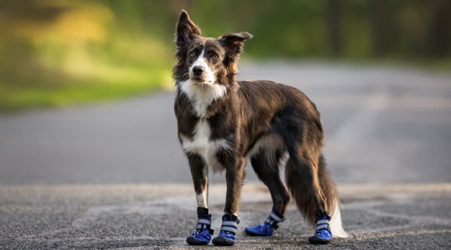 Dog Wearing Hiking Boots Outside