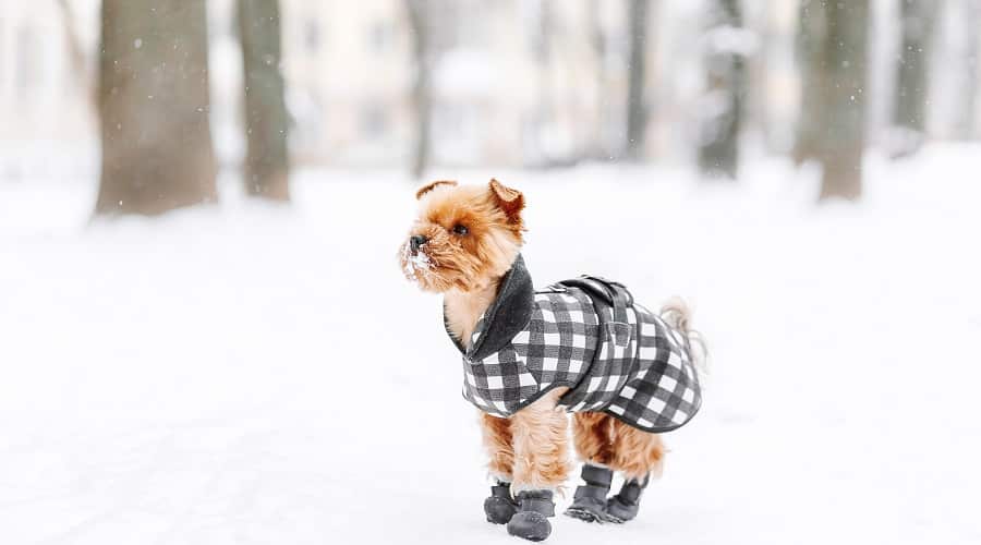 Dog Wearing Snow Boots