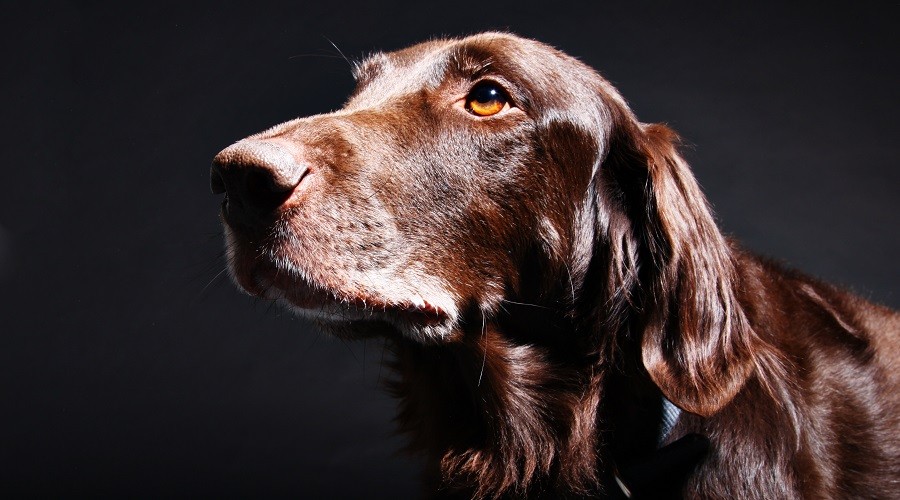 Dog With Beautiful Coat