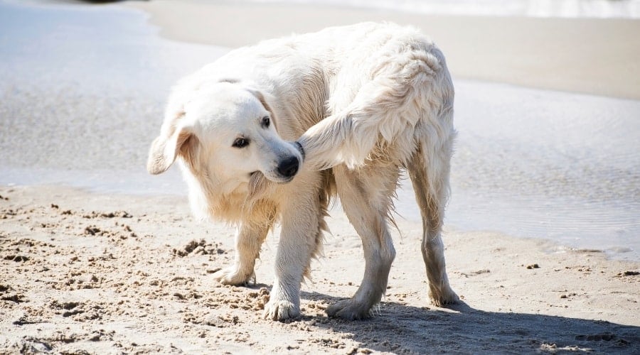 Dog With Compulsive Disorder