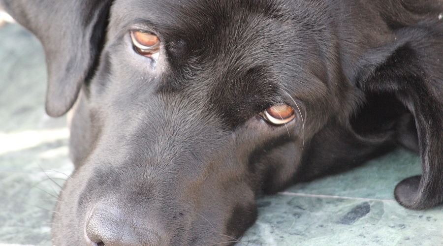 Dog With Dandruff