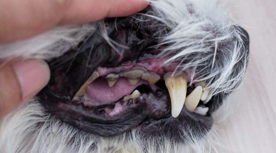 Senior Dog teeth with gum disease.