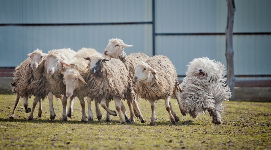 Dog With Dreaded Fur Gathering Up a Flock