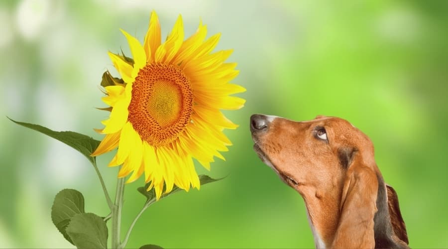 Dog With Floppy Ears Looking at Tall Yellow Flower