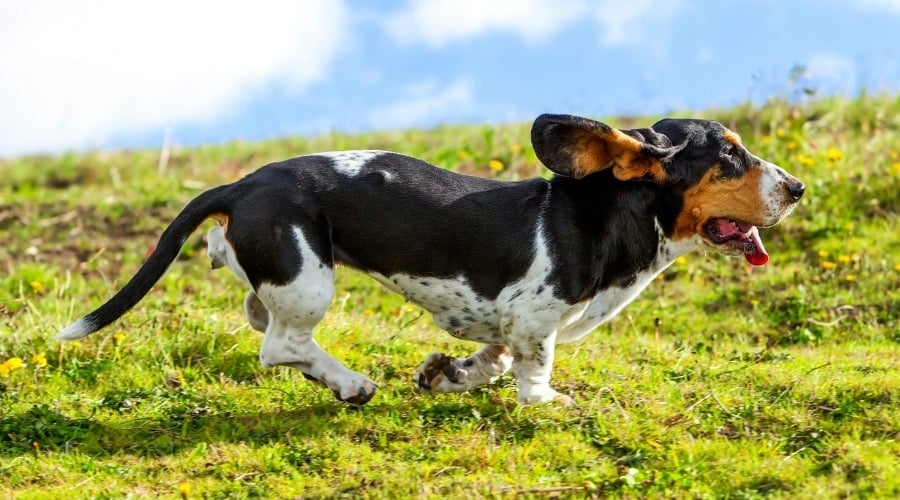Dog with floppy ears running in grass.