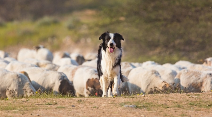 Dog With Herd of Sheep