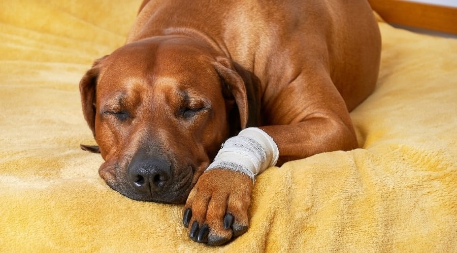 Dog With Hurt Leg Laying on Yellow Blanket